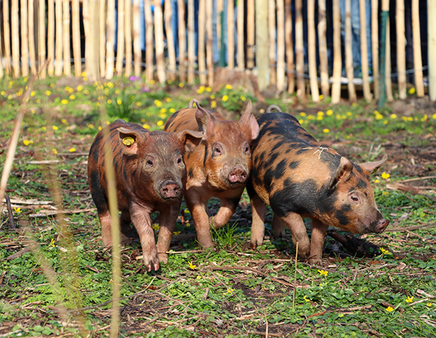 Varkens Elsbroekpark 